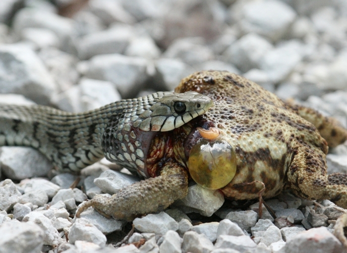 Rettile in predazione da identificare - Natrix natrix